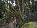 Sademetsaa Queensland